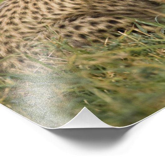 Cheetah, Acinonyx jubatus, mit Cub Fotodruck (Ecke)