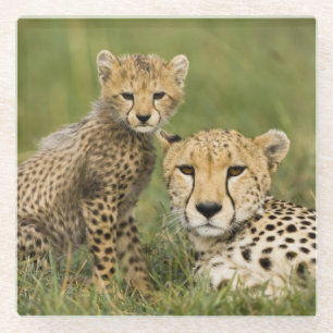 Cheetah, Acinonyx jubatus, mit Cub Glasuntersetzer