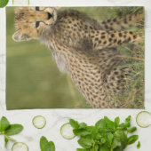Cheetah, Acinonyx jubatus, mit Cub Handtuch (Gefaltet)