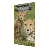 Cheetah, Acinonyx jubatus, mit Cub Mini Klemmbrett (Gewinkelt2)