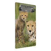 Cheetah, Acinonyx jubatus, mit Cub Mini Klemmbrett (Schrägansicht)