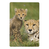 Cheetah, Acinonyx jubatus, mit Cub Mini Klemmbrett (Rückseite)