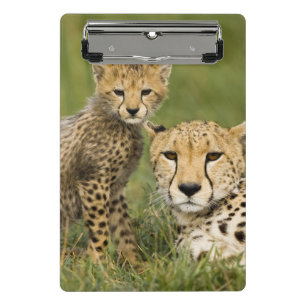 Cheetah, Acinonyx jubatus, mit Cub Mini Klemmbrett