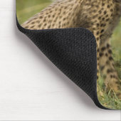 Cheetah, Acinonyx jubatus, mit Cub Mousepad (Ecke)