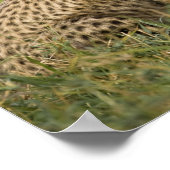 Cheetah, Acinonyx jubatus, mit Cub Poster (Ecke)