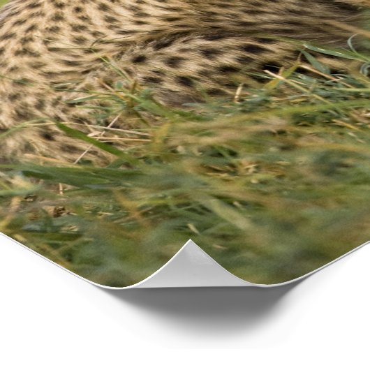 Cheetah, Acinonyx jubatus, mit Cub Poster (Ecke)