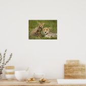 Cheetah, Acinonyx jubatus, mit Cub Poster (Küche)