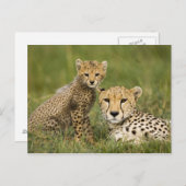 Cheetah, Acinonyx jubatus, mit Cub Postkarte (Vorne/Hinten)