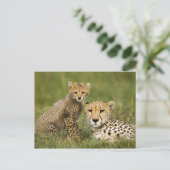 Cheetah, Acinonyx jubatus, mit Cub Postkarte (Stehend Vorderseite)