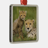 Cheetah, Acinonyx jubatus, mit Cub Silbernes Ornament (Rechts)