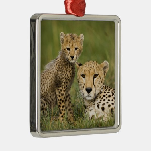 Cheetah, Acinonyx jubatus, mit Cub Silbernes Ornament (Rechts)