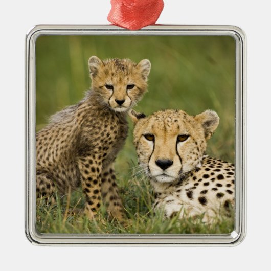 Cheetah, Acinonyx jubatus, mit Cub Silbernes Ornament (Vorne)