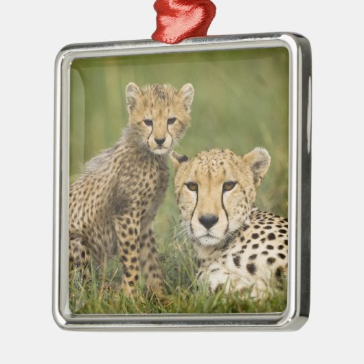 Cheetah, Acinonyx jubatus, mit Cub Silbernes Ornament (Links)