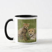 Cheetah, Acinonyx jubatus, mit Cub Tasse (Links)