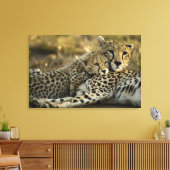 Cheetah, Acinonyx jubatus, mit Krüge im Masai 2 Leinwanddruck (Insitu (Wohnzimmer))