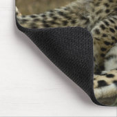 Cheetah, Acinonyx jubatus, mit Krüge im Masai 2 Mousepad (Ecke)