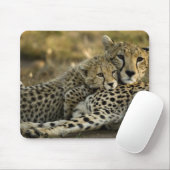 Cheetah, Acinonyx jubatus, mit Krüge im Masai 2 Mousepad (Mit Mouse)
