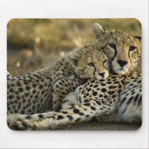 Cheetah, Acinonyx jubatus, mit Krüge im Masai 2 Mousepad