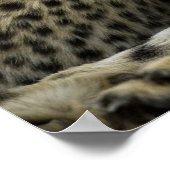 Cheetah, Acinonyx jubatus, mit Krüge im Masai 2 Poster (Ecke)