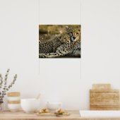 Cheetah, Acinonyx jubatus, mit Krüge im Masai 2 Poster (Küche)