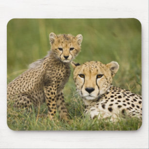 Cheetah, Acinonyx jubatus, mit Krüge im Mousepad