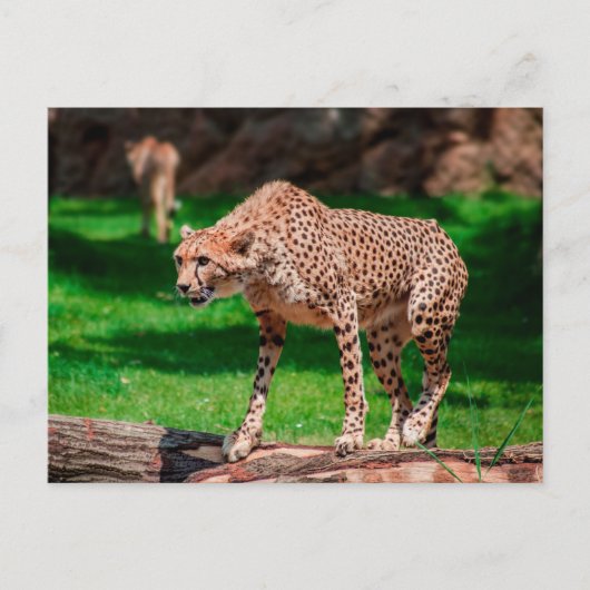 Cheetah Acinonyx Jubatus Postkarte (Vorderseite)