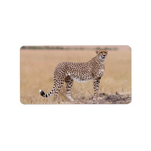 Cheetah Adressaufkleber