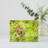 Cheetah Animal Postkarte (Stehend Vorderseite)