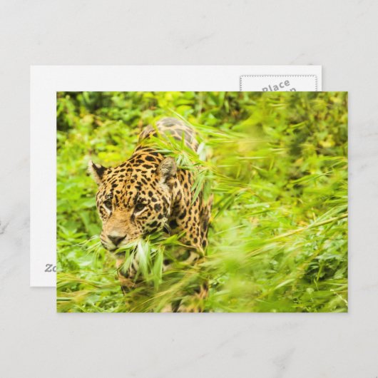 Cheetah Animal Postkarte (Vorne/Hinten)