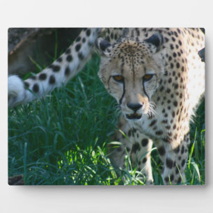 Cheetah auf der Jagd Fotoplatte
