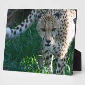 Cheetah auf der Jagd Fotoplatte (Seite)