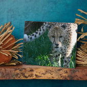 Cheetah auf der Jagd Fotoplatte (Seite)