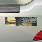 Cheetah-Autoaufkleber Autoaufkleber (Auf Auto)