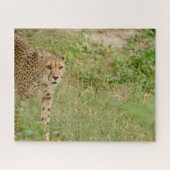 Cheetah Big Cats. Jigsaw Puzzle (Horizontal)