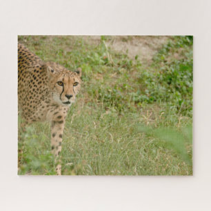 Cheetah Big Cats. Jigsaw Puzzle