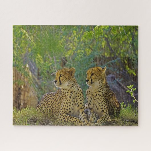 Cheetah Big Cats. Puzzle (Horizontal)