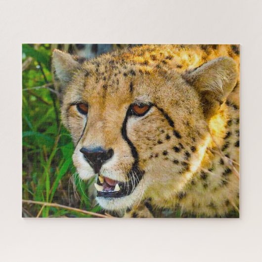 Cheetah Big Cats. Puzzle (Horizontal)