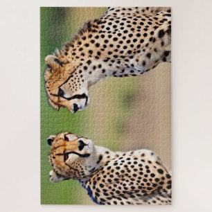 Cheetah Brothers Puzzle