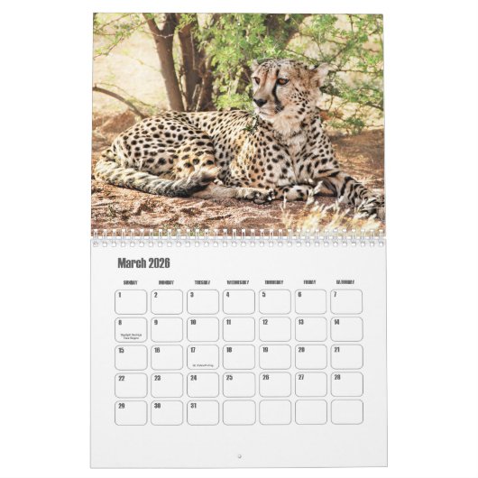Cheetah Calendar Kalender (Mär 2026)