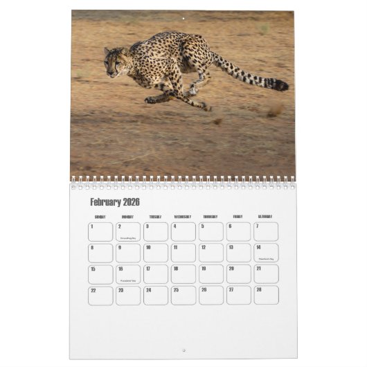 Cheetah Calendar Kalender (Feb 2026)