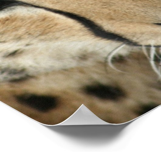 Cheetah Cat Print Poster (Ecke)