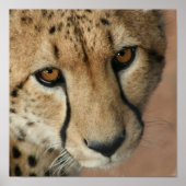 Cheetah Cat Print Poster (Vorne)