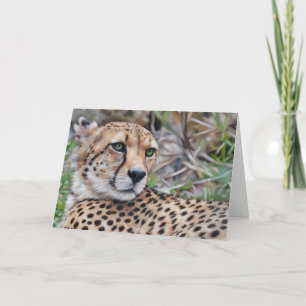 Cheetah Cat Wilde Tiere Art Karte