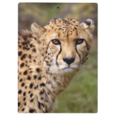 Cheetah Clipboard Klemmbrett (Rückseite)