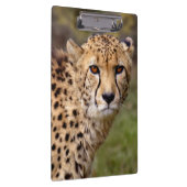 Cheetah Clipboard Klemmbrett (Rechts)