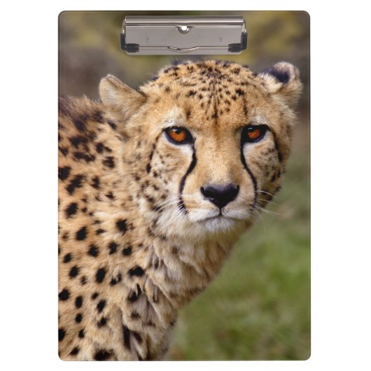 Cheetah Clipboard Klemmbrett (Vorderseite)