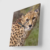 Cheetah Clock Quadratische Wanduhr (Winkel)