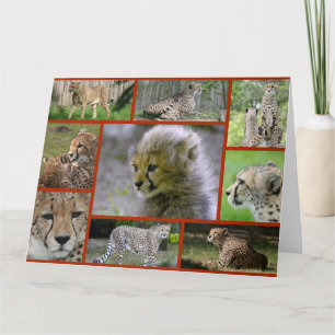 Cheetah-Collage001 Karte