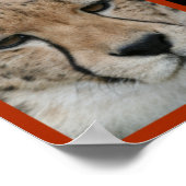 Cheetah-Collage 001 Poster (Ecke)