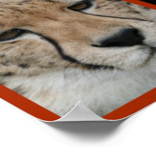 Cheetah-Collage 001 Poster (Ecke)